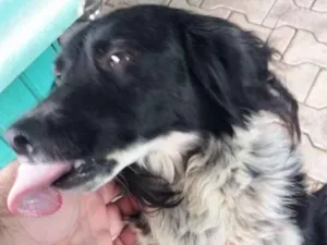 Cachorro raça SRD idade 3 anos nome Nina