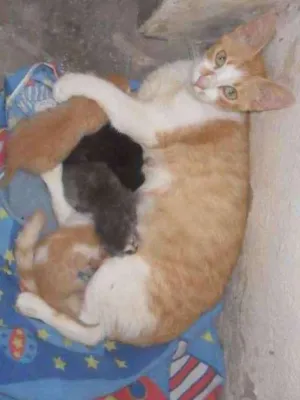 Gato raça vira-lata idade 2 a 6 meses nome Pretinha