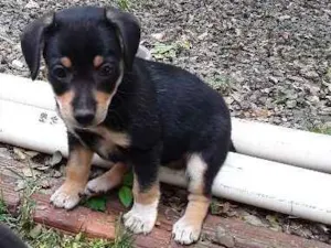 Cachorro raça Vira lata idade Abaixo de 2 meses nome sem nome