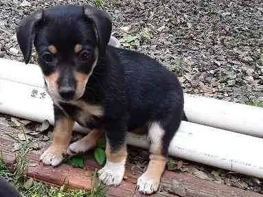 Cachorro ra a Vira lata idade Abaixo de 2 meses nome sem nome