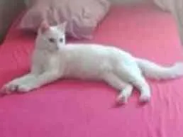 Gato raça vira lata idade 2 a 6 meses nome Floki