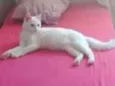Floki