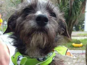 Cachorro raça Indefinida idade 2 a 6 meses nome Pedrinho