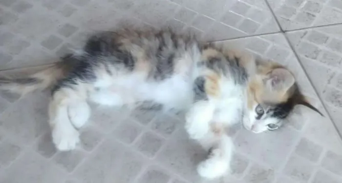 Gato raça SRD idade Abaixo de 2 meses nome Sem nome