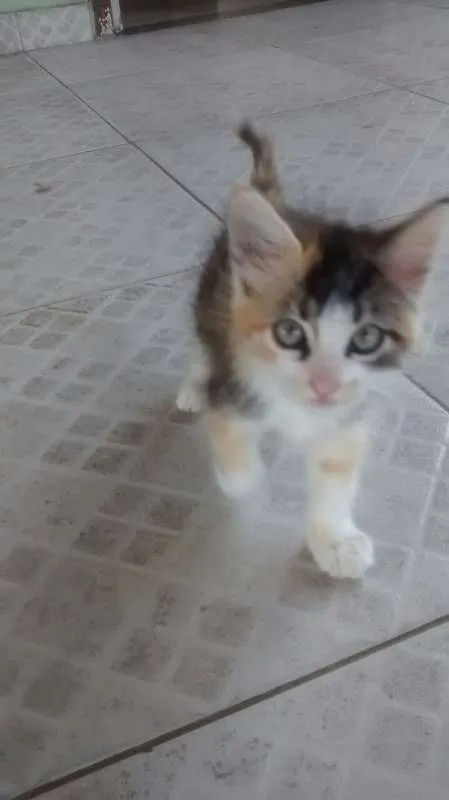 Gato raça SRD idade Abaixo de 2 meses nome Sem nome