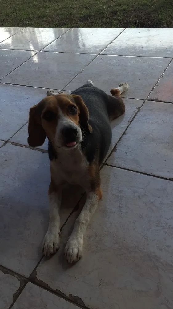 Cachorro ra a Beagle  idade 7 a 11 meses nome Pingo