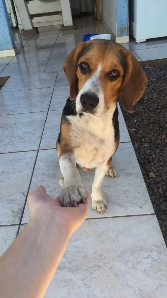 Cachorro ra a Beagle  idade 7 a 11 meses nome Pingo