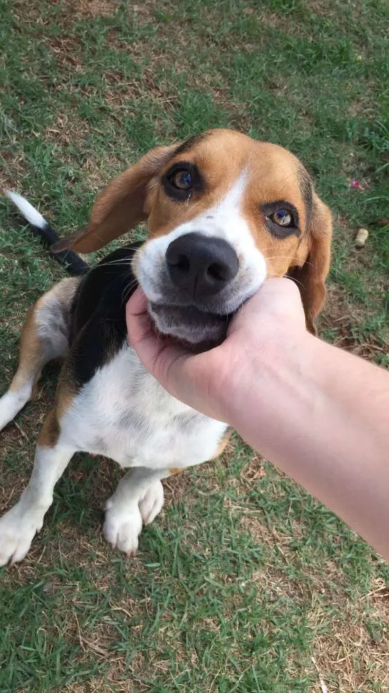 Cachorro ra a Beagle  idade 7 a 11 meses nome Pingo