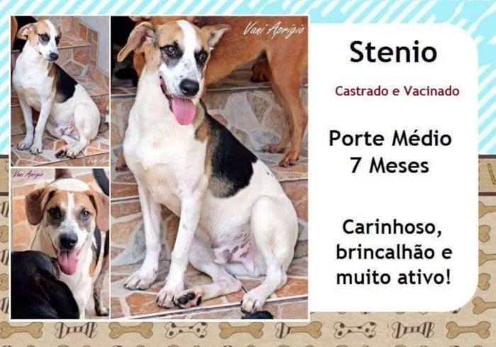 Cachorro ra a SRD idade 7 a 11 meses nome Stenio