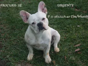 Cachorro raça Buldogue Frances idade 1 ano nome Margot GRATIFICA