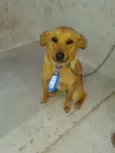 BÓRIS