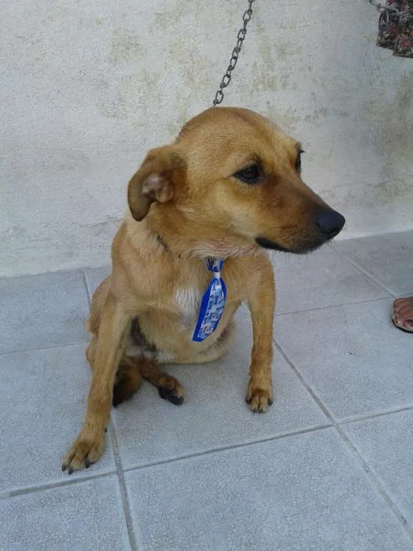 Cachorro ra a srd idade 7 a 11 meses nome BÓRIS