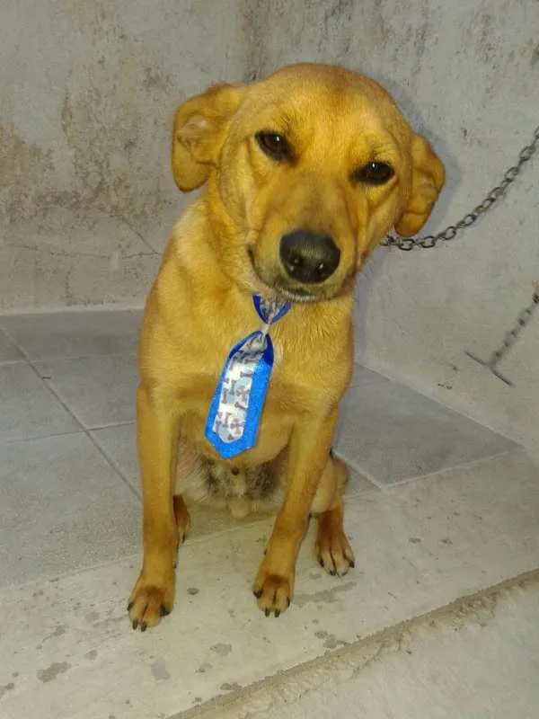 Cachorro ra a srd idade 7 a 11 meses nome BÓRIS