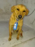 BÓRIS