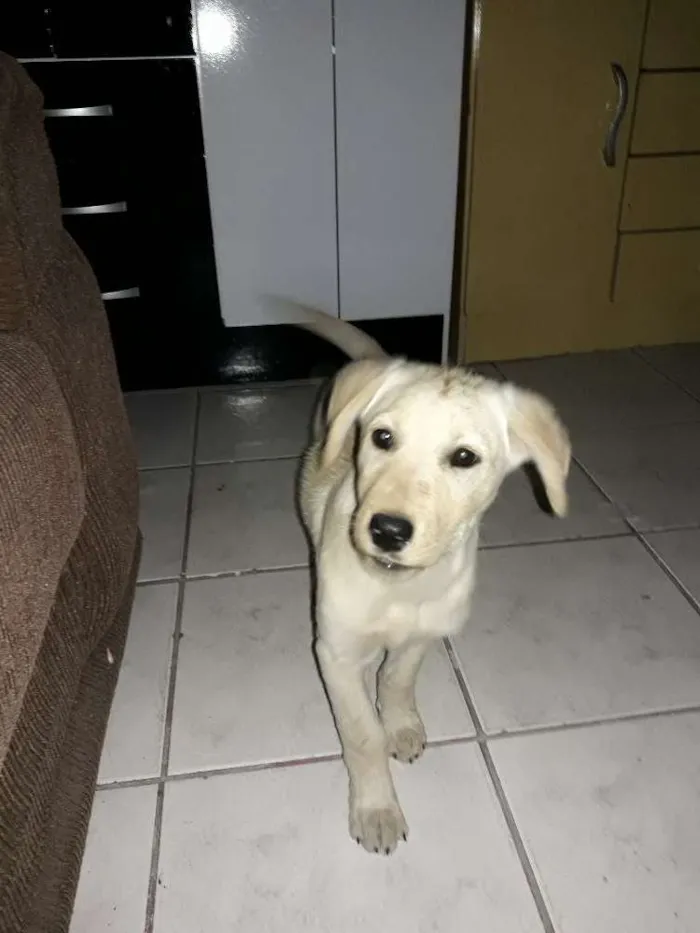 Cachorro ra a Labrador  idade 2 a 6 meses nome Jurema