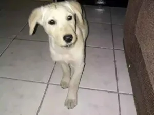 Cachorro raça Labrador  idade 2 a 6 meses nome Jurema