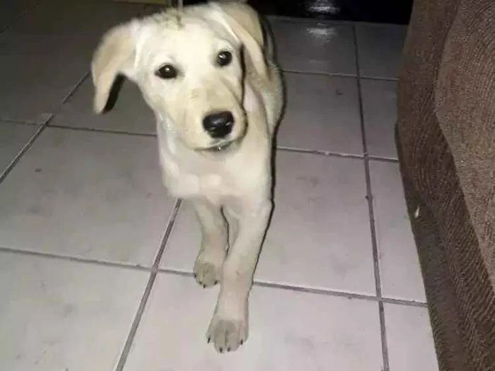 Cachorro ra a Labrador  idade 2 a 6 meses nome Jurema