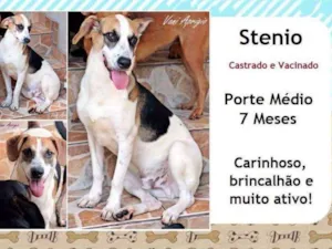 Cachorro raça SRD idade 7 a 11 meses nome Stenio