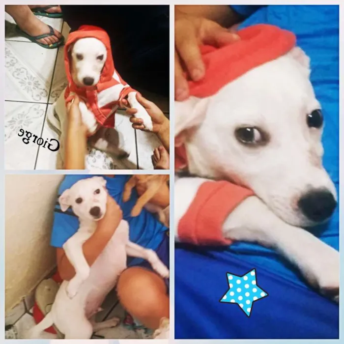 Cachorro ra a  idade 2 a 6 meses nome Giorge