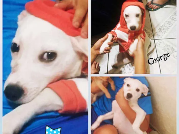 Cachorro ra a  idade 2 a 6 meses nome Giorge
