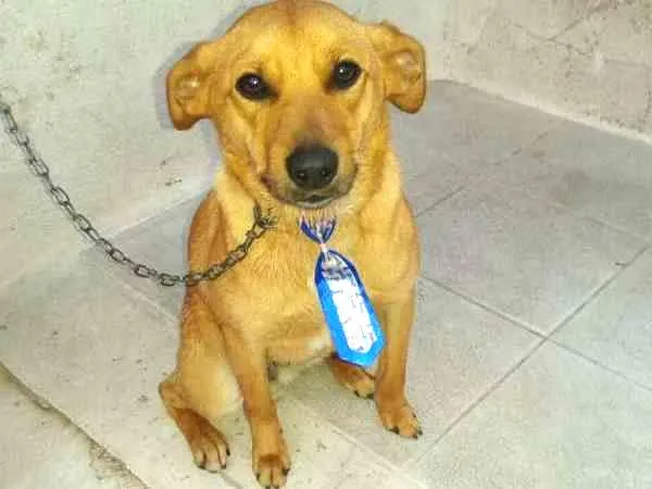 Cachorro ra a srd idade 7 a 11 meses nome BÓRIS