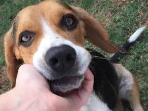 Cachorro raça Beagle  idade 7 a 11 meses nome Pingo