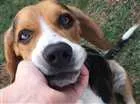Cachorro raça Beagle  idade 7 a 11 meses nome Pingo