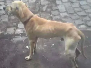 Cachorro raça virá lata idade 2 anos nome Ducky