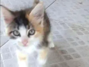 Gato raça SRD idade Abaixo de 2 meses nome Sem nome