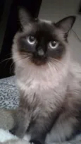 Tom