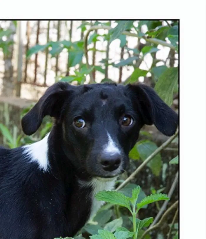 Cachorro ra a Srd idade 1 ano nome Olivia