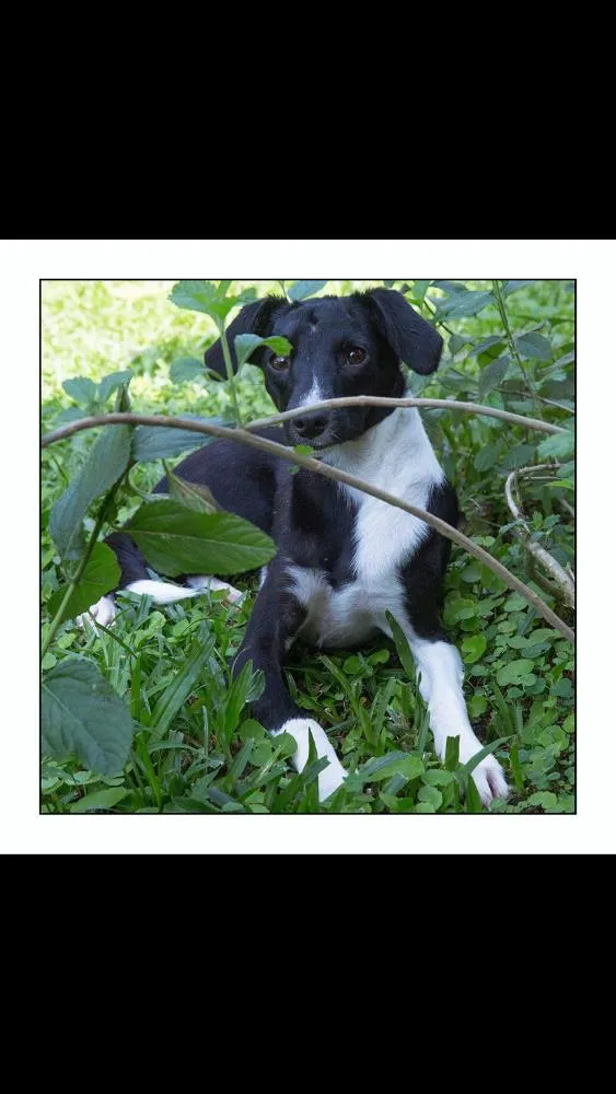 Cachorro ra a Srd idade 1 ano nome Olivia