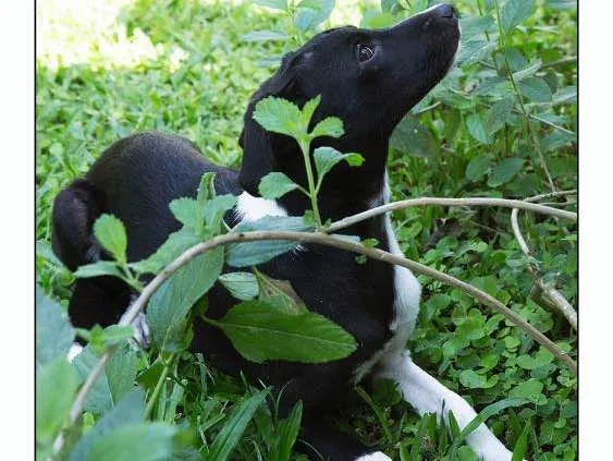 Cachorro ra a Srd idade 1 ano nome Olivia