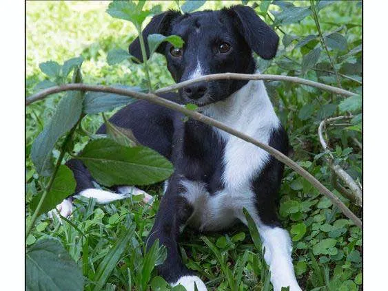 Cachorro ra a Srd idade 1 ano nome Olivia
