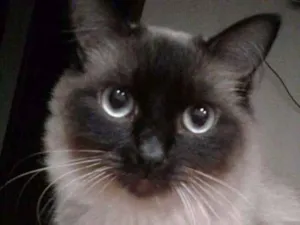 Gato raça Siames  idade 2 anos nome Tom