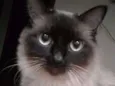 Tom