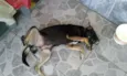Pretinha 