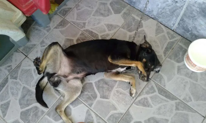 Cachorro ra a SDR idade 5 anos nome Pretinha 