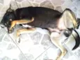 Pretinha 