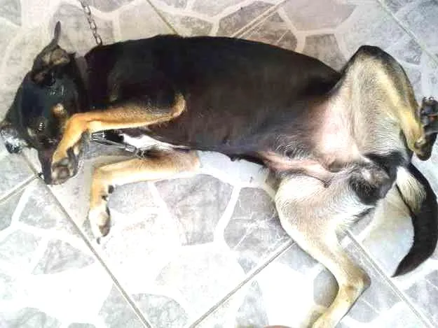 Cachorro ra a SDR idade 5 anos nome Pretinha 