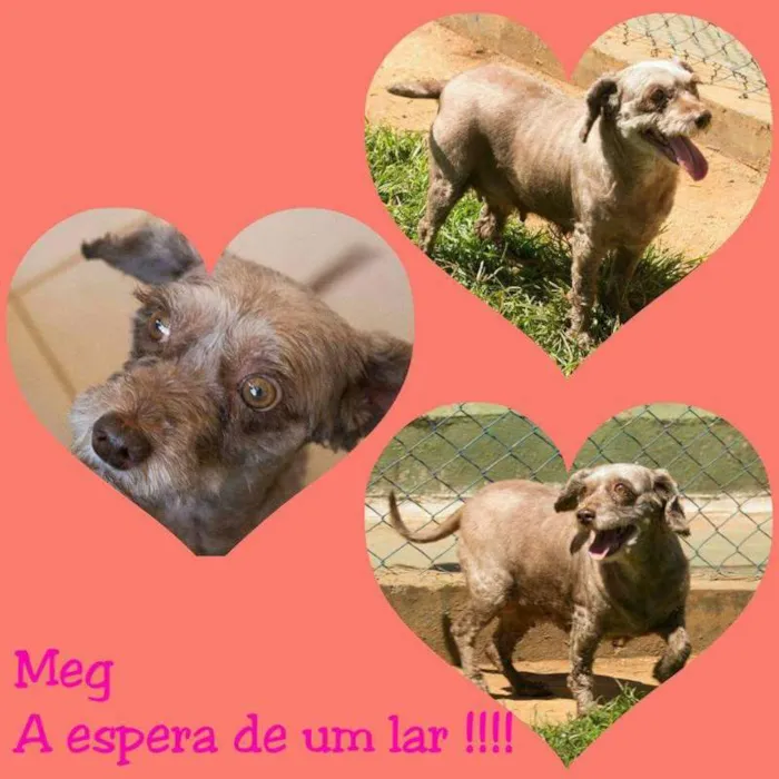 Cachorro ra a poodle idade 3 anos nome Meg