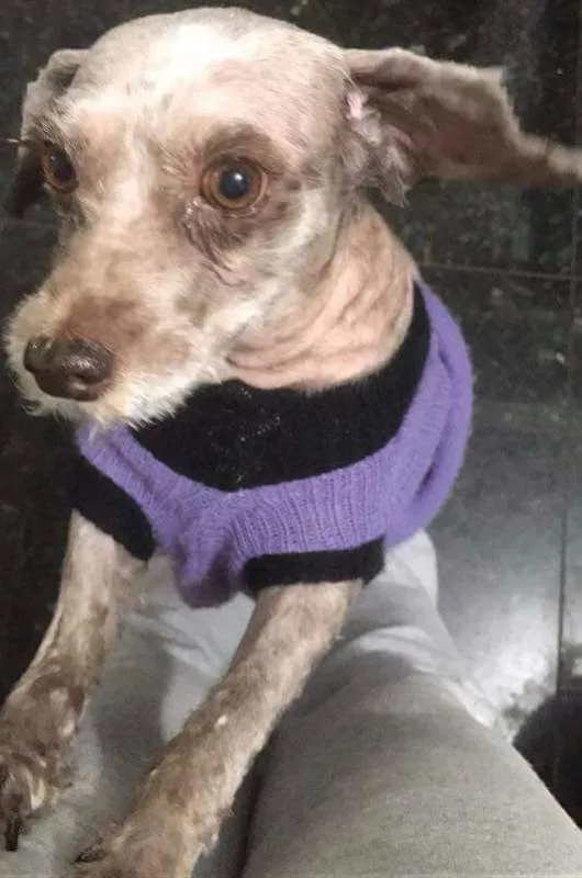 Cachorro ra a poodle idade 3 anos nome Meg