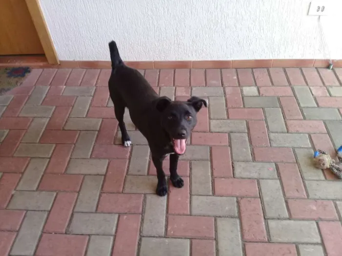 Cachorro ra a Mestiço de labrador idade 7 a 11 meses nome Faisca