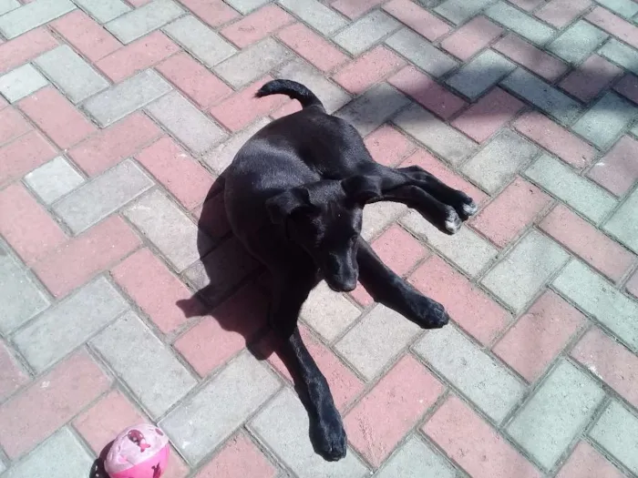 Cachorro ra a Mestiço de labrador idade 7 a 11 meses nome Faisca