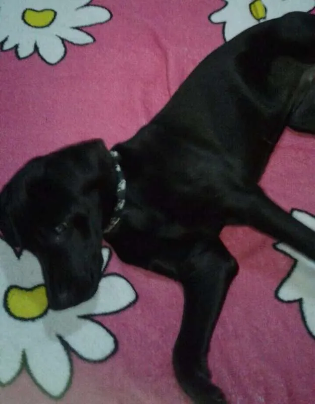Cachorro ra a SRD idade 7 a 11 meses nome Manu