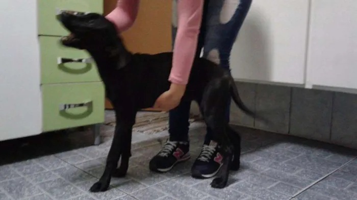 Cachorro ra a SRD idade 7 a 11 meses nome Manu
