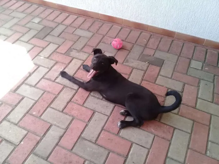 Cachorro ra a Mestiço de labrador idade 7 a 11 meses nome Faisca