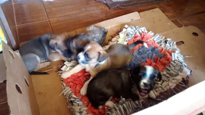 Cachorro ra a NÃO DEFINIDA idade Abaixo de 2 meses nome SEM NOME