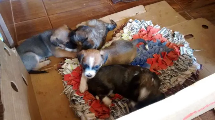 Cachorro ra a NÃO DEFINIDA idade Abaixo de 2 meses nome SEM NOME