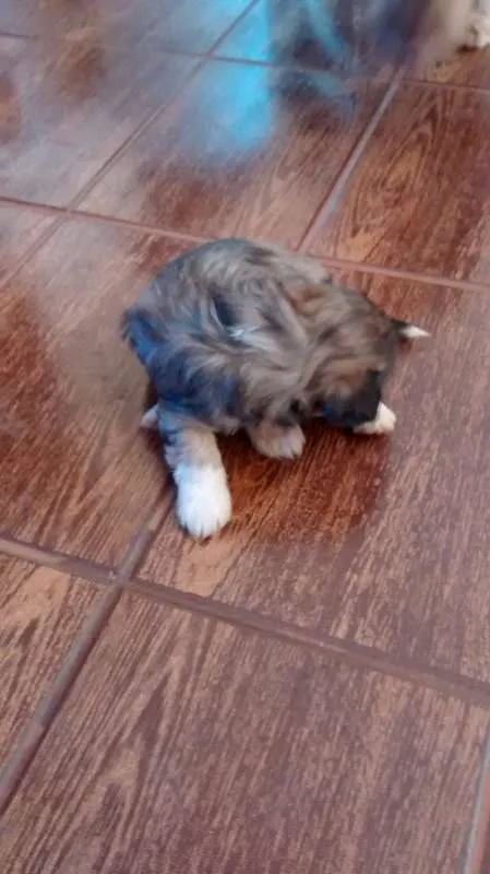 Cachorro ra a NÃO DEFINIDA idade Abaixo de 2 meses nome SEM NOME